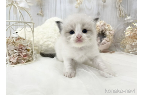 成約済の大阪府のラグドール-48165の13枚目